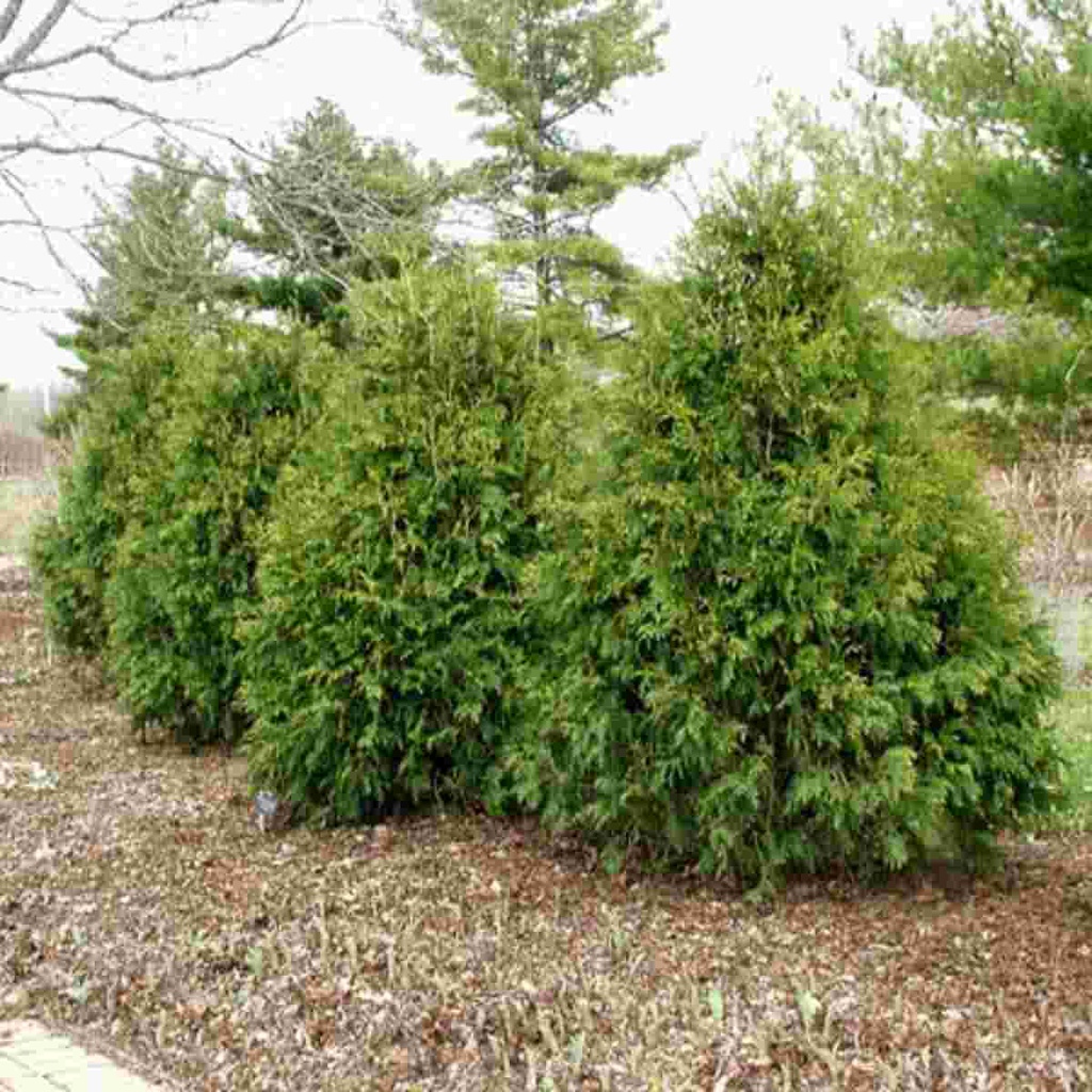 Techny Arborvitae Breezy Hill Nursery Main